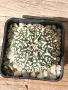 Astrophytum asterias Superkabuto V type