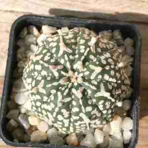 Astrophytum asterias Superkabuto V type