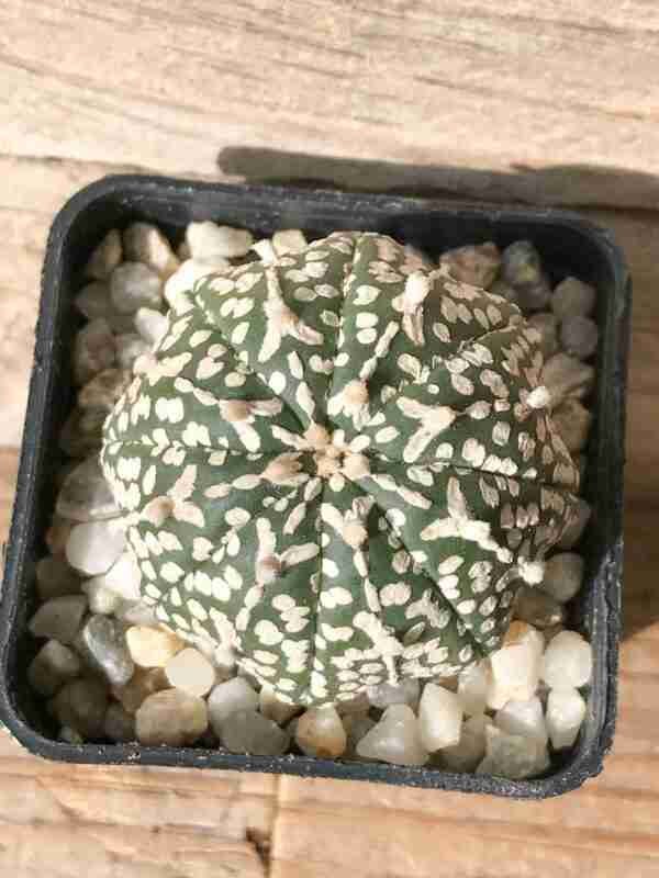 Astrophytum asterias Superkabuto V type