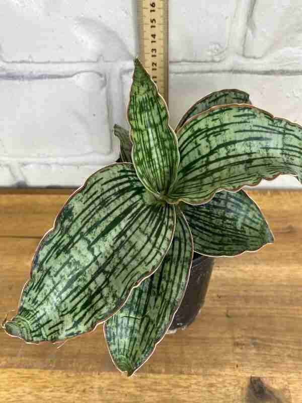 Sansevieria Cleopatra