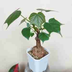 Sterculia colorata Aka Firmiana Colorata