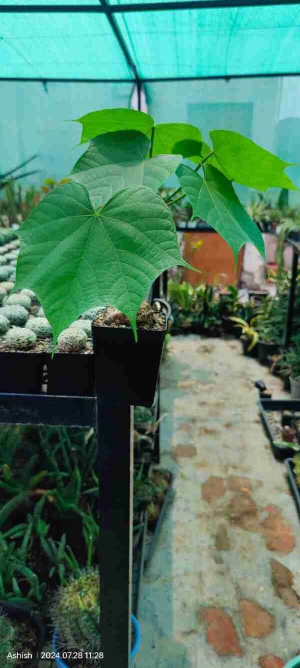 Sterculia colorata Aka Firminia Colorata