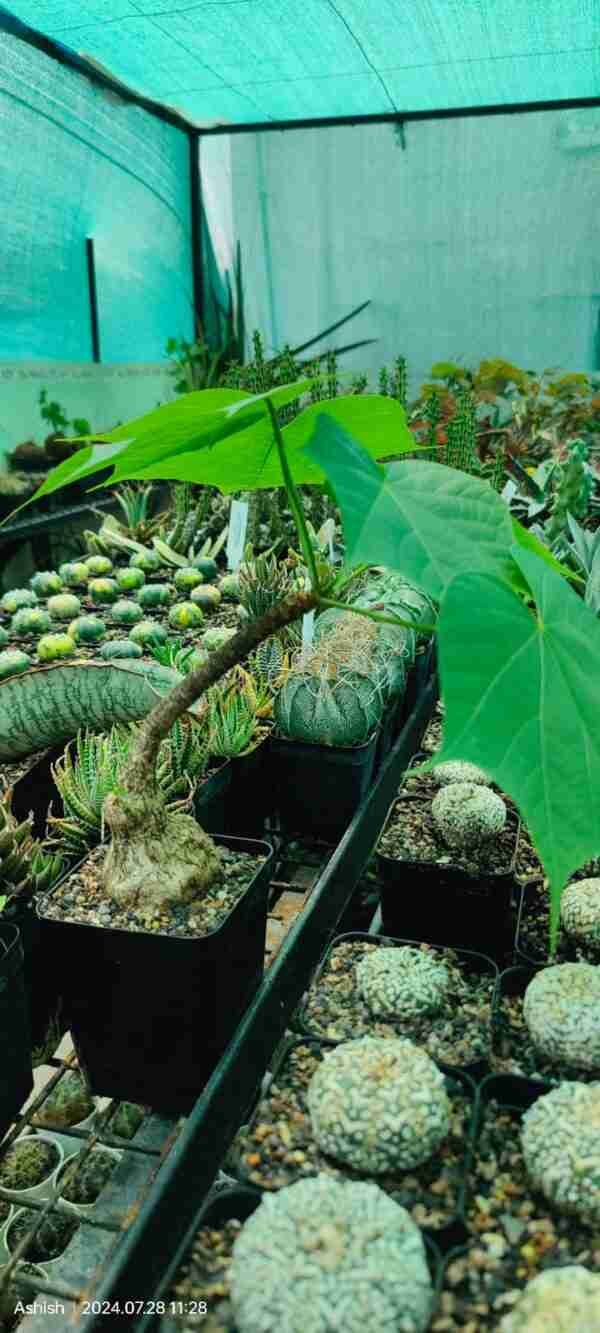 Sterculia colorata Aka Firminia Colorata