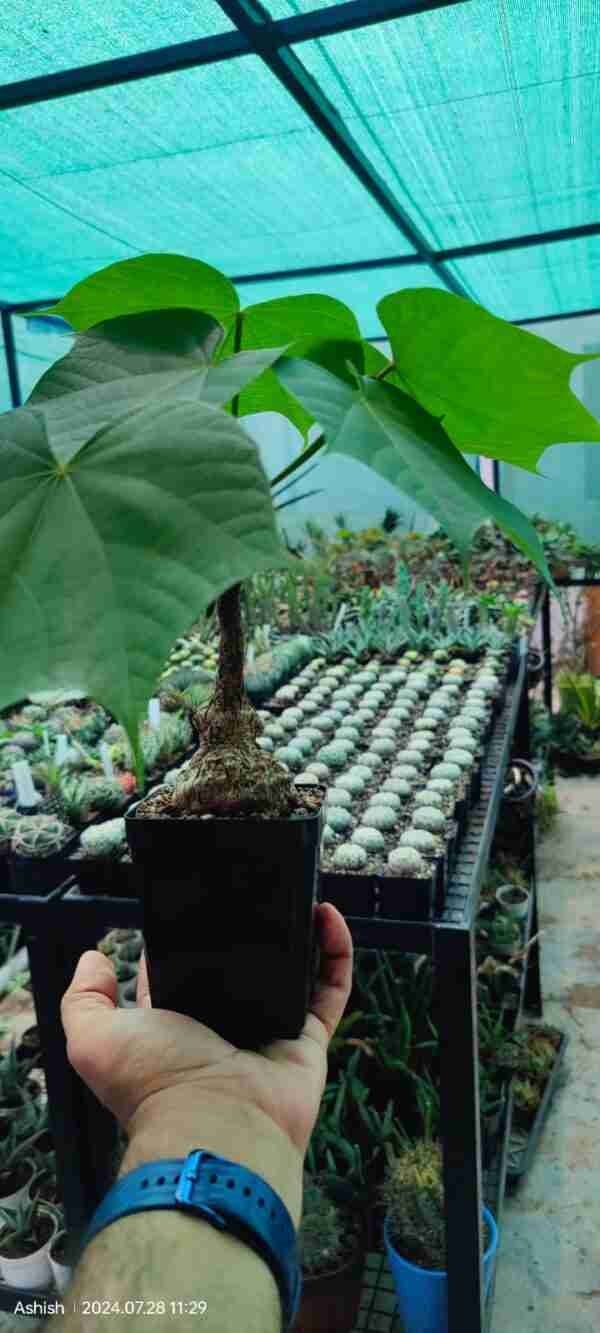 Sterculia colorata Aka Firminia Colorata