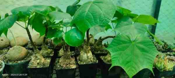 Sterculia colorata Aka Firminia Colorata