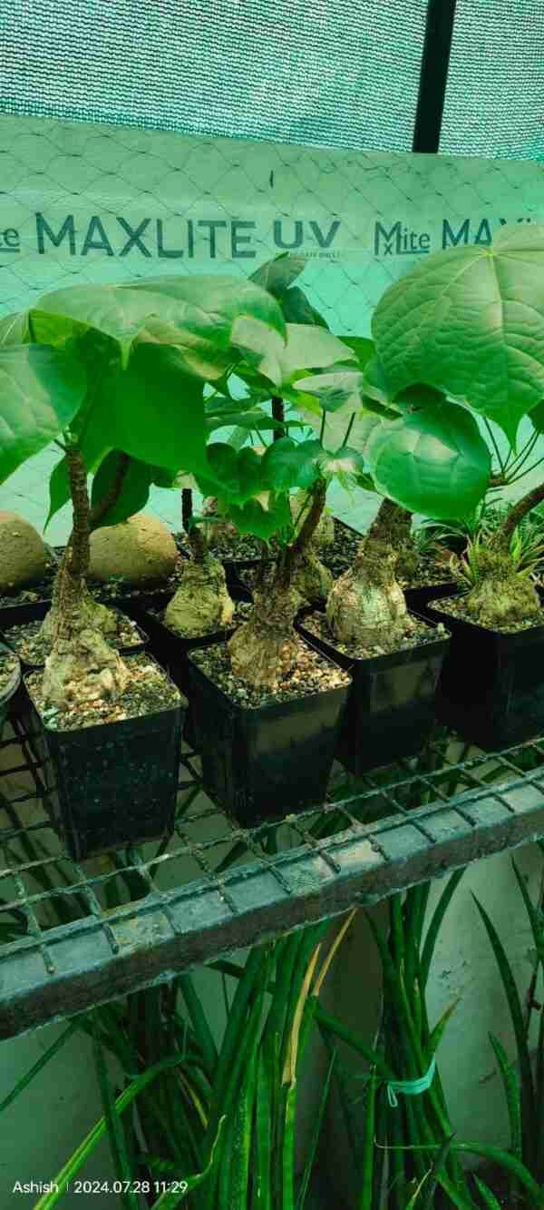 Sterculia colorata Aka Firminia Colorata