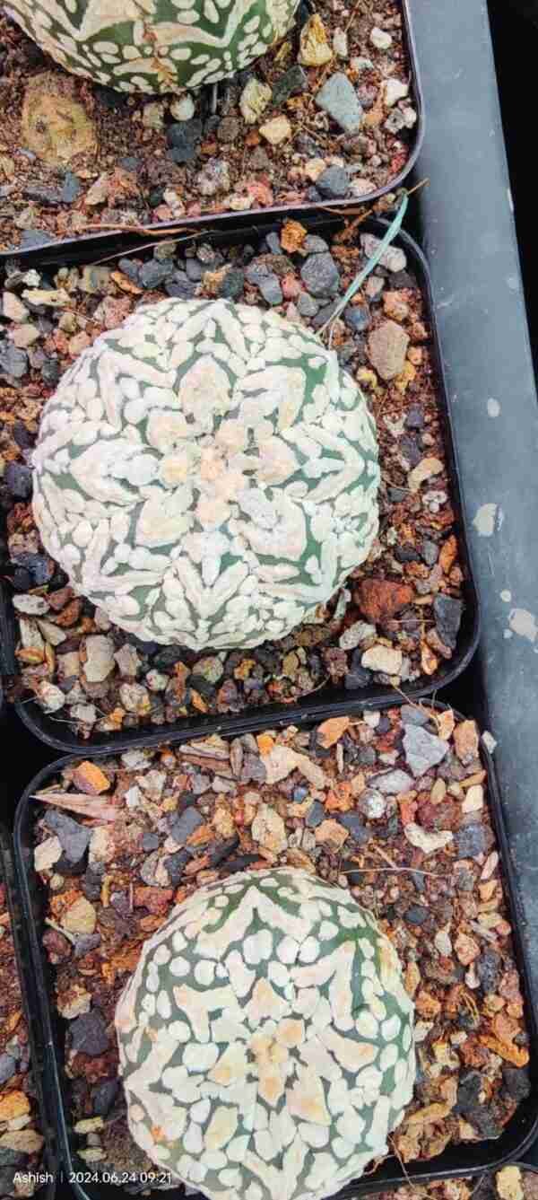 Astrophytum Asteria V Pattern exotic Plant
