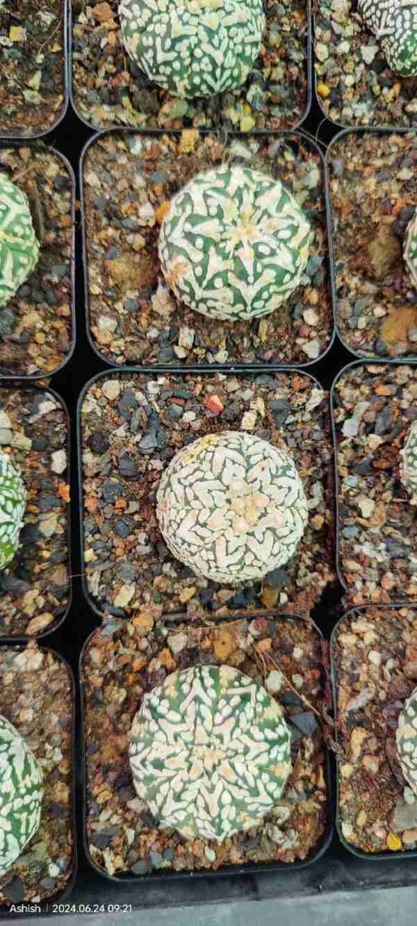 Astrophytum Asteria V Pattern exotic Plant