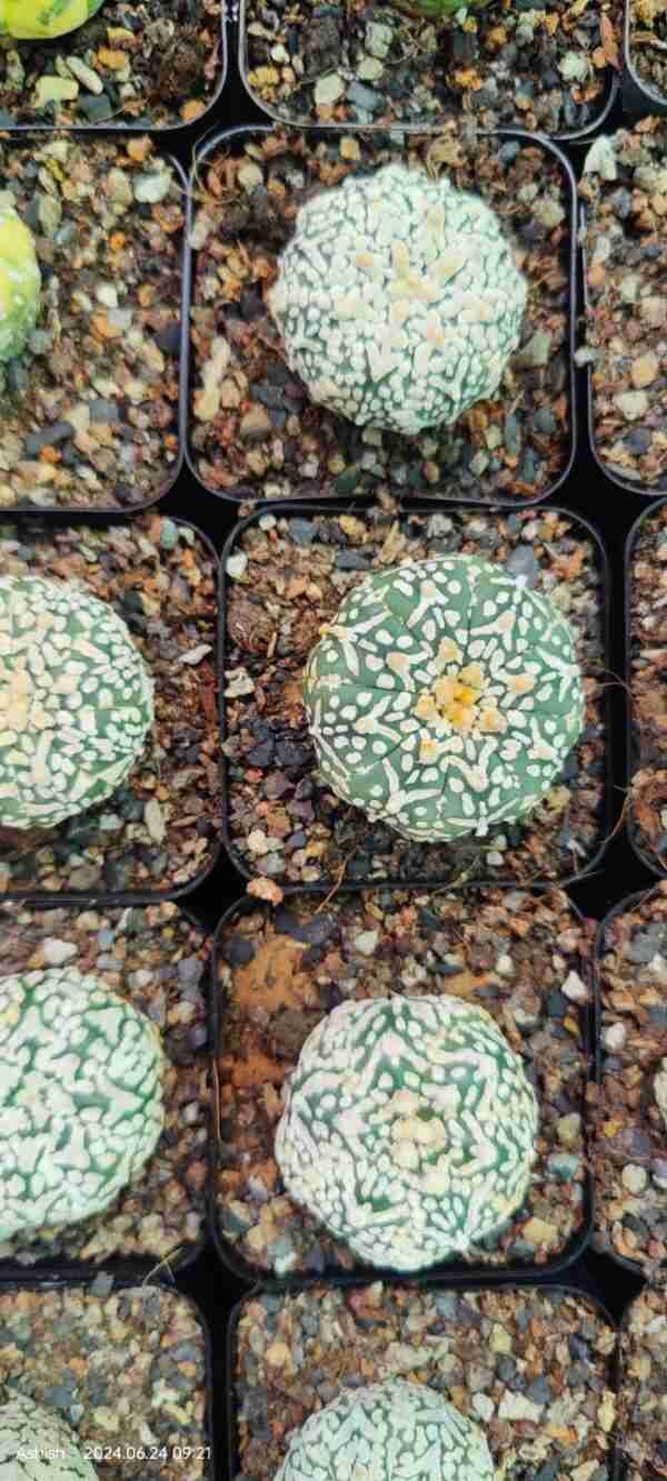 Astrophytum Asteria V Pattern exotic Plant