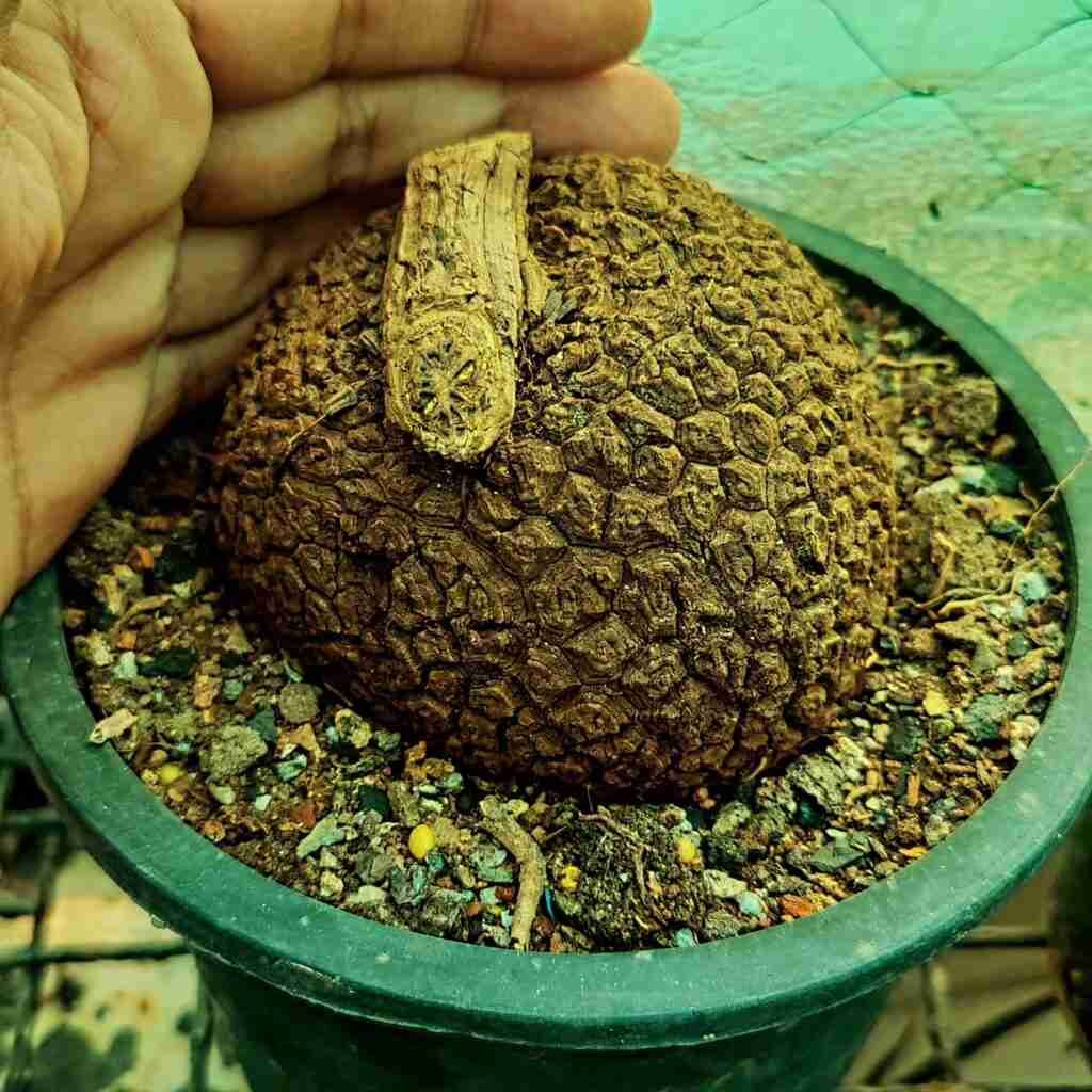 Stephania suberosa Caudex Plants or Caudiciform
