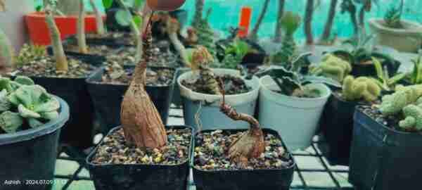 Phyllanthus Mirabilis