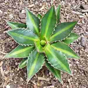 Agave Lophantha Splendida
