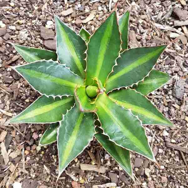 Agave Lophantha Splendida