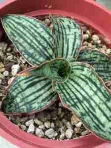 Sansevieria Cleopatra