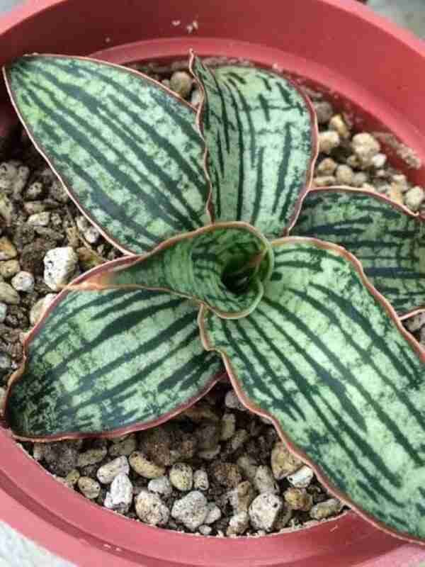 Sansevieria Cleopatra