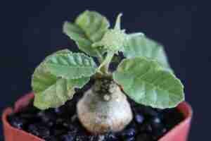 Dorstenia Feotida