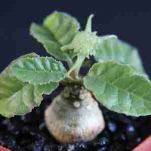 Dorstenia Feotida