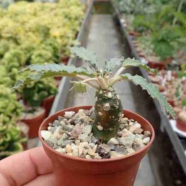Dorstenia Foetida - Image 2