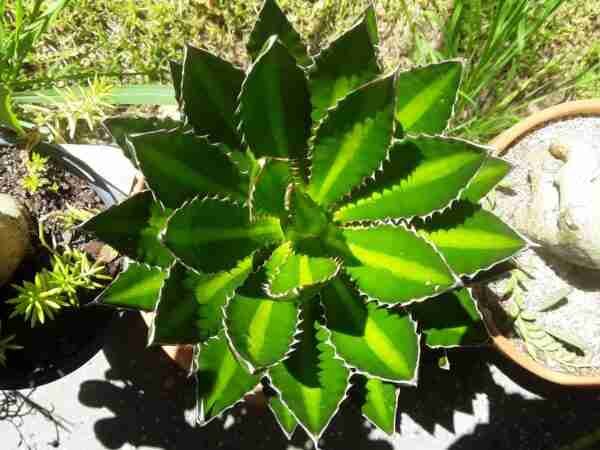 Agave Lophantha Splendida