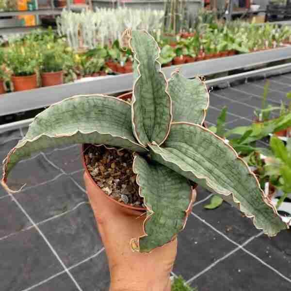 Sansevieria Kirkii