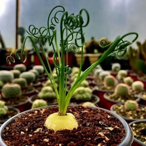 Albuca Spiralis