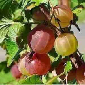 Red Amla Plant Amalaki, Gooseberry