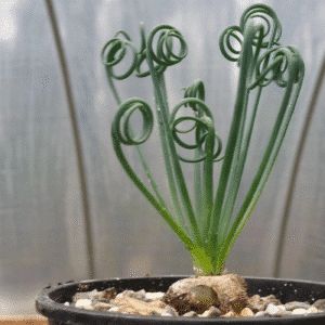 Albuca Spiralis