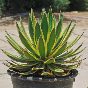 Agave Lophantha Quadricolor