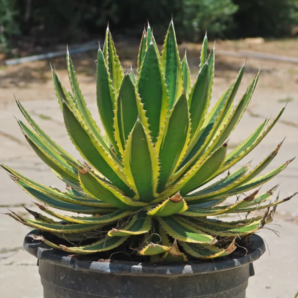Agave Lophantha Quadricolor