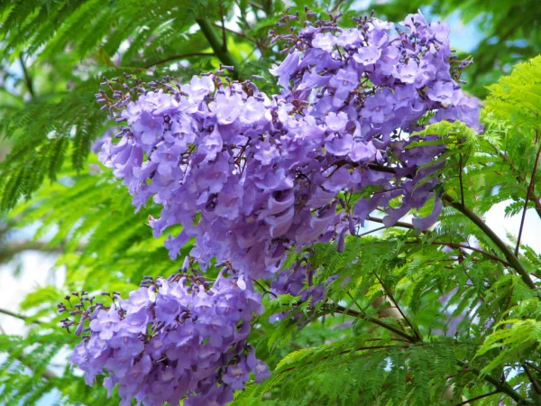 Jacaranda seeds