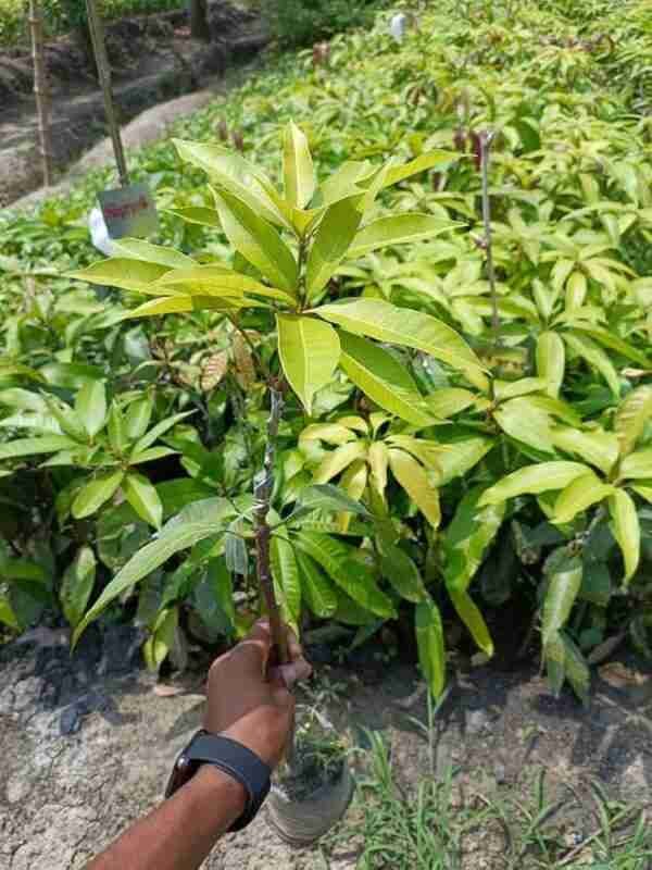 Miyazaki Japanese Grafted Mango