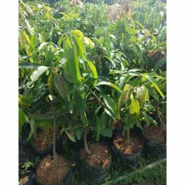 Miyazaki Japanese Grafted Mango