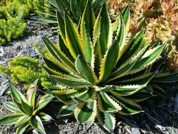 Agave Lophantha Quadricolor