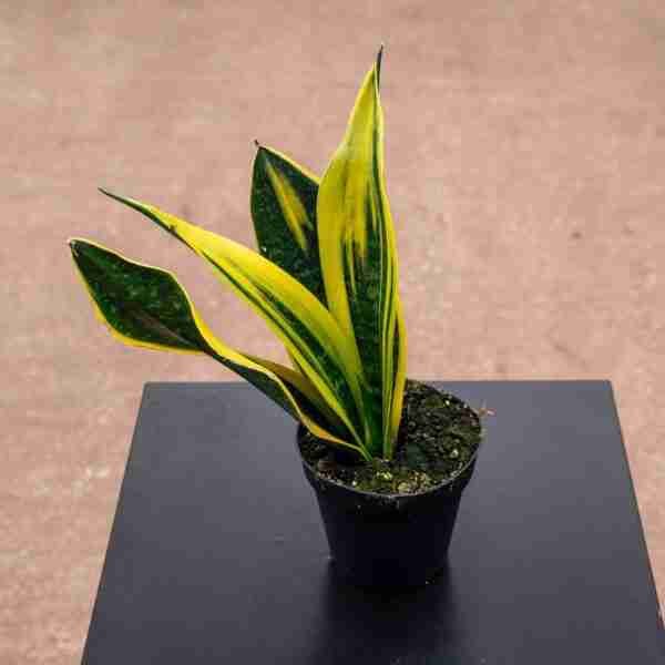 Sansevieria Gold Flame