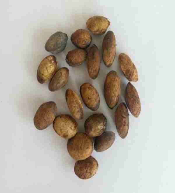 Simarouba Glauca-Lakshmi Taru Seeds