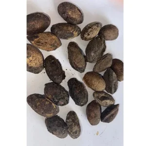 Simarouba Glauca-Lakshmi Taru Seeds