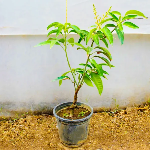 Grafted Banana Mango Thia Variety