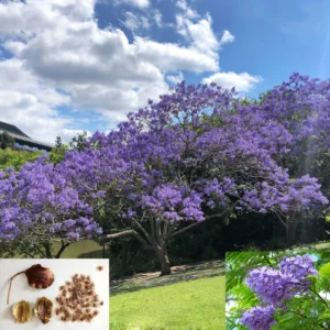 Neeli Gulmohar Jacaranda Seeds Fresh Seeds