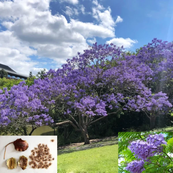Neeli Gulmohar Jacaranda Seeds Fresh Seeds