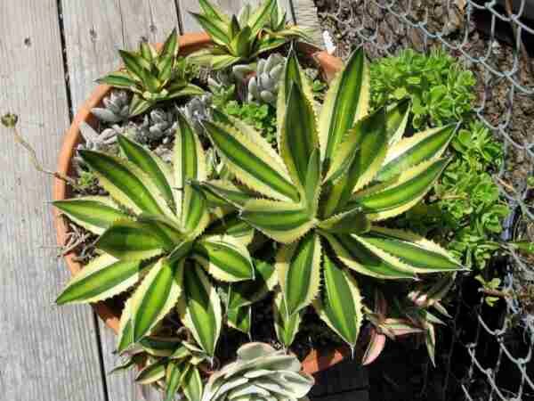 Agave Lophantha Quadricolor