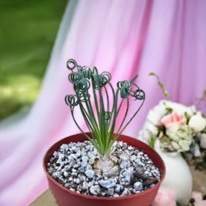 Albuca Spiralis
