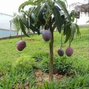 Japanese Miyazaki Mango Grafted Live Plant