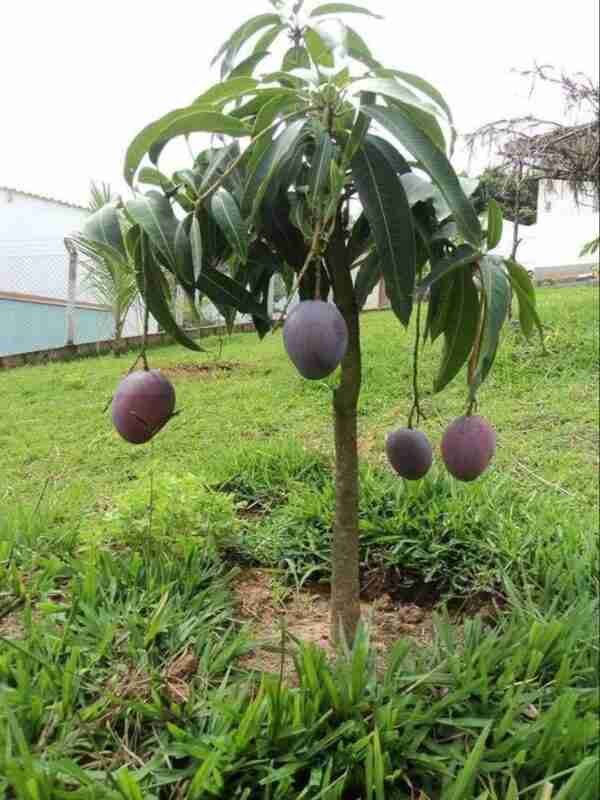 Japanese Miyazaki Mango Grafted Live Plant