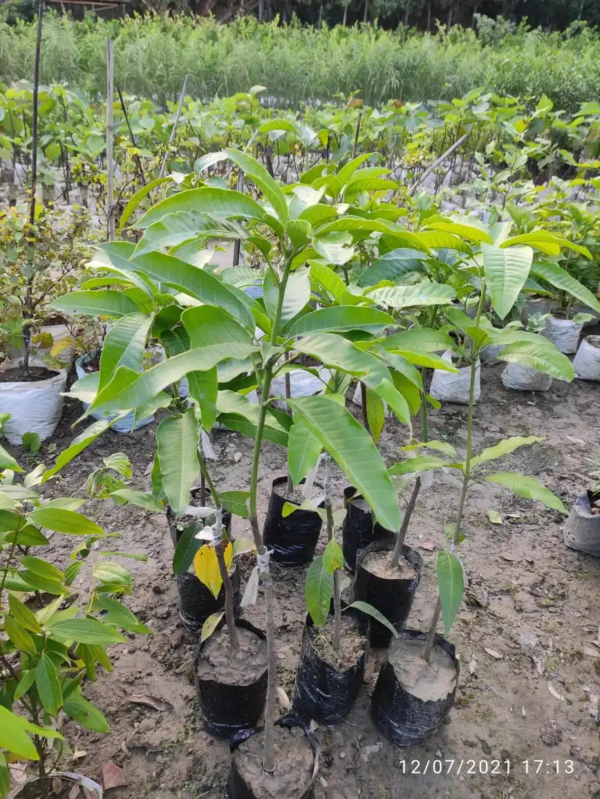 Miyazaki Japanese Grafted Mango