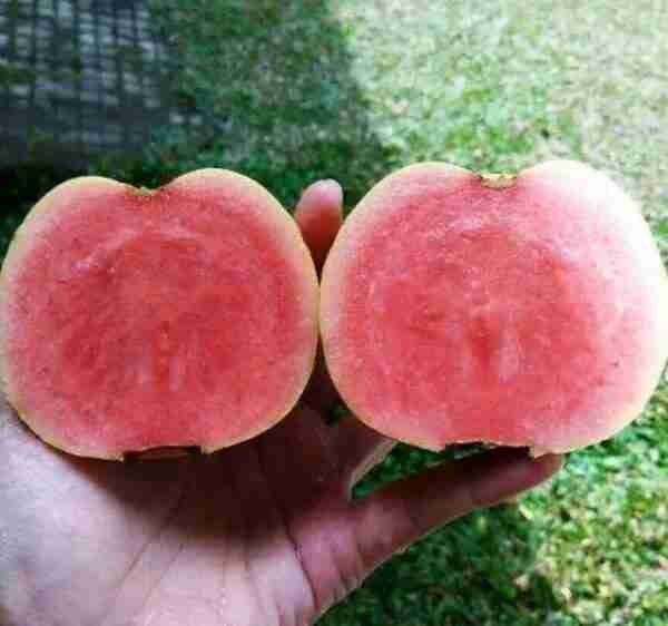 Red Diamond Seedless Guava