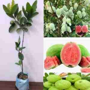Red Diamond Seedless Guava