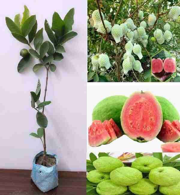 Red Diamond Seedless Guava