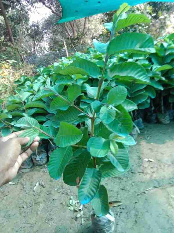 Red Diamond Seedless Guava