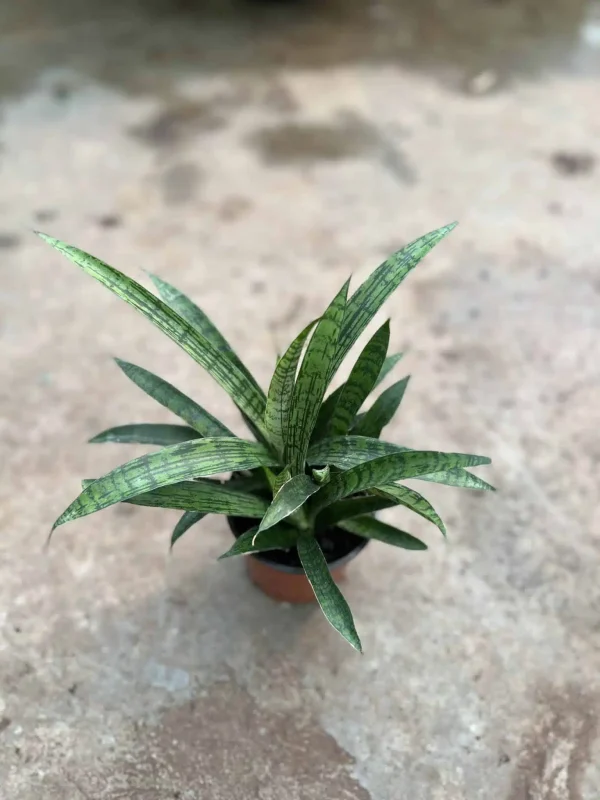Sansevieria Lilliput