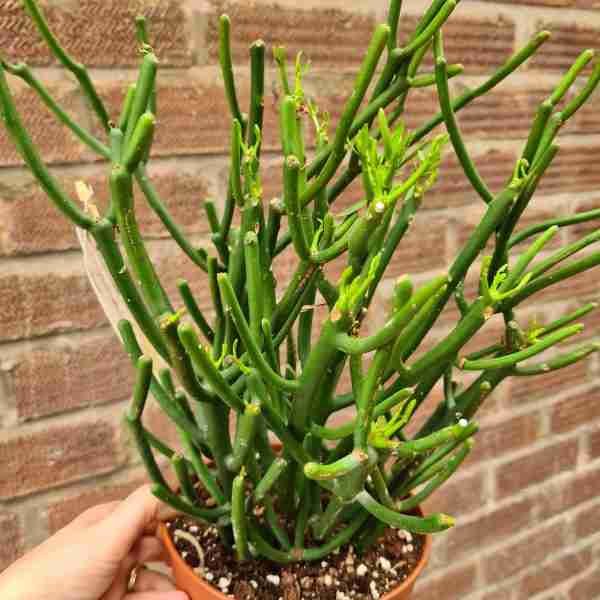 Euphorbia tirucalli Pencil Tree